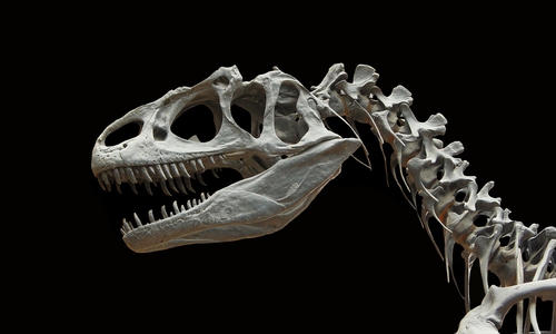 Der Veranstaltungskalendar des GeoPark wird am heutigen Dienstag vorgestellt, darin befinden sich zum Beispiel auch Veranstaltungen wie Jurassic Harz. Symbolbild. Pixabay