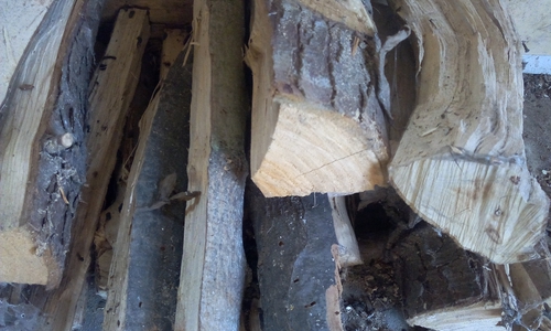 Symbolfoto: Nicole Wiedemann