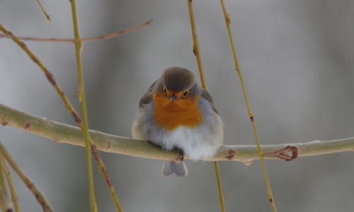 Dieser Vogel ist ein Rotkehlchen. Foto: Sven Krause/NABU