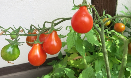 Das beliebte Sibirische Birnchen. Foto: Veranstalter