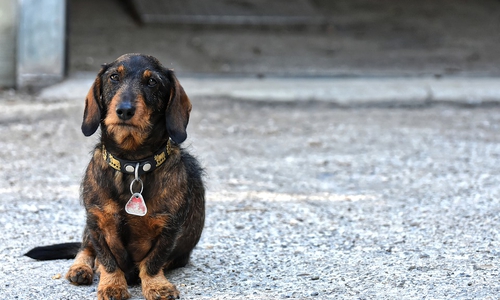 Die Polizei Seesen sucht den Besitzer eines herrenlos aufgefundenen Dackels. Symbolfoto: Pixabay