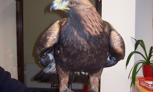 Ein entflogener Steinadler landete in einem Garten in Langelsheim. Foto: Polizei