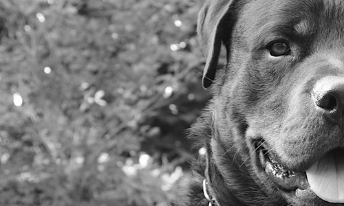 Ein Mann wurde von einem Rottweiler in den Bauch gebissen. Symbolfoto: Pixabay