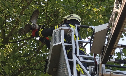 Die Taube war schnell befreit. Foto: Freiwillige Feuerwehr Vorsfelde