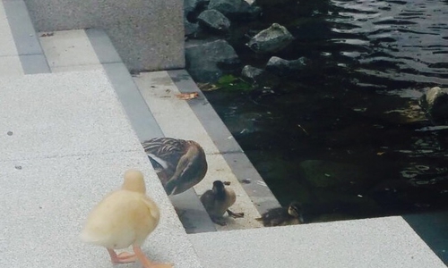 Auf der neuen Treppe an der Oker am Zimmerhof tummelte sich eine Entenfamilie. Fotos: Julia Romanowski