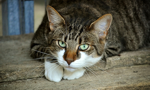 Hier ein Symbolbild: Uhry wollte sich partout nicht ablichten lassen. Symbolbild: pixabay