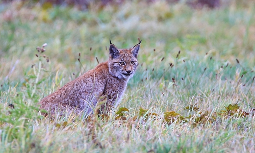 Ein Schnappschuss der jungen Luchsdame auf der Wiese vor Wolfshagen. Sie hat wohl versucht, Mäuse zu fangen. Foto: Ole Anders / Nationalpark Harz