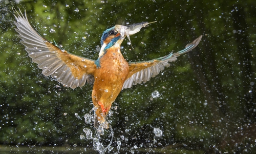 Der erste Preis in der Kategorie A und der Gesamtsieg gingen für das Foto „Fischender Eisvogel“ an Willi Rolfes aus Vechta. Foto: Willi Rolfes