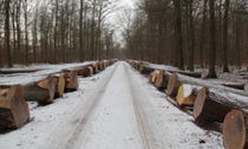 Das wertvolle Holz aus dem niedersächsischen Landeswald ist sehr gefragt. Foto: Landforste