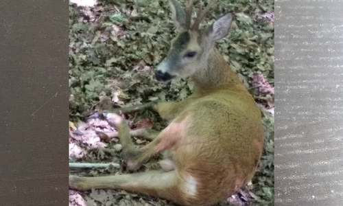 Das Tier wurde die Böschung hochgetragen und außerhalb des Kanalbereiches wieder in die Freiheit entlassen. Foto: Feuerwehr Braunschweig