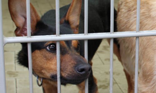 Hundebisse haben zu Verletzungen und einer zerrissenen Hose geführt. Symbolfoto: Max Förster