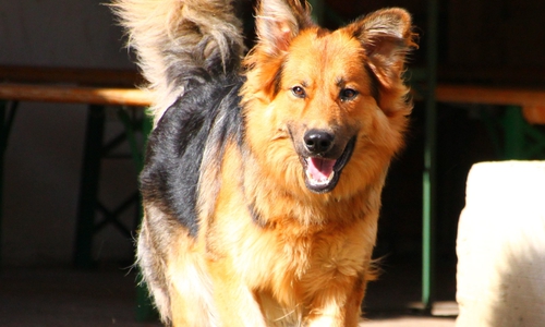 Amadeus sucht ein neues Zuhause. Fotos: Tierschutzzentrum Ribbesbüttel