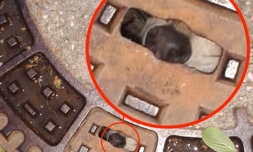 In der Fritz-Fischer-Straße wurden Waschbären in einem Gulli gesichtet. Foto: Privat