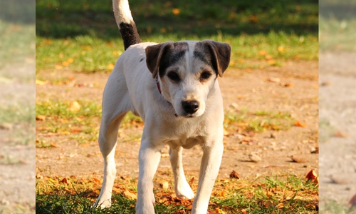 Wer kann Leo ein liebevolles Zuhause geben? Foto: Tierschutzzentrum Ribbesbüttel