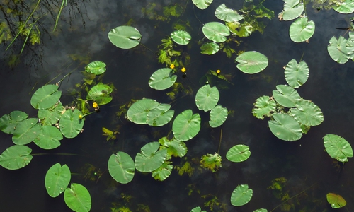 Jetzt im Sommer sind auf der Aller wieder zahlreiche gelbe Teichrosen zu finden. Fotos: Walter Wimmer/Landkreis Helmstedt