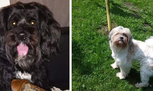 Samy und Prinz sind verschwunden. Wer hat die Hunde gesehen. Foto: Privat