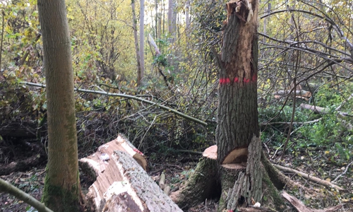 Ein Arbeiter wurde unter dem abbrechendem Baum begraben. Foto/Video: aktuell24(KR/DC)