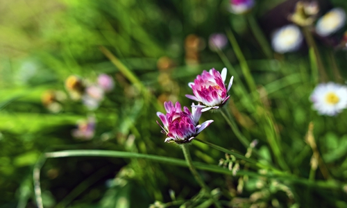 Symbolfoto: pixabay