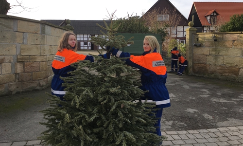 Seit mehreren Jahren sind Jugendfeuerwehren, wie hier in Haverlah, aktiv und sammeln ausgediente Weihnachtsbäume. Fotos: JF Gemeinde Haverlah