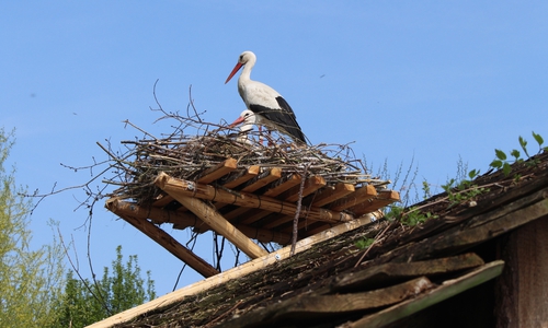 Das noch unbenannte Storchenpaar in Leiferde. Foto: Alexander Dontscheff
