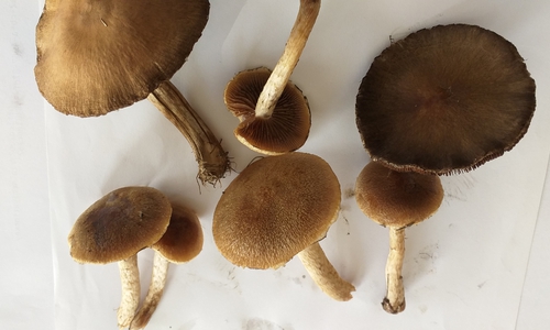 Wer kann sagen, um welche Pilze es sich hier handelt? Fotos: Manfred Wolfrum