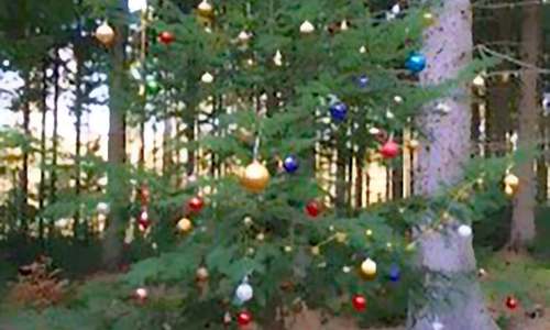 Ein Weihnachtsgruß im Oderwald. Foto: privat