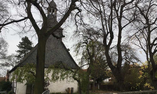 Das europaweit auftretende Eschensterben sei laut Verwaltung auch in Wolfenbüttel stark vertreten. Foto: Nick Wenkel