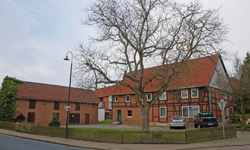 Große Bäume sind schön, können aber auch ungünstige Begleiterscheinungen haben. Foto: Alexander Panknin