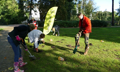 Landrat Dr. Andreas Ebel pflanzte gemeinsam mit den Landfrauen vor dem Gifhorner Schloss Krokusse. Foto: Landkreis Gifhorn