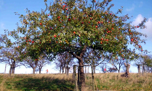 Die Streuobstwiese Kirschenberg bei Hornburg. Foto: NABU/Marlies Gräwe