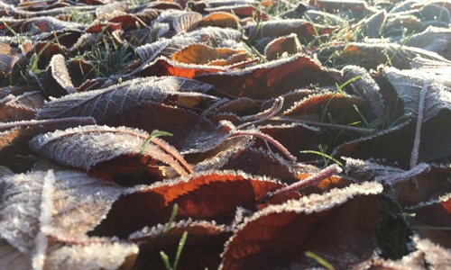 Gerade feuchtes Laub kann schnell in der Biotonne festfrieren. Foto: Anke Donner