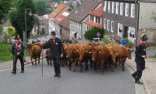 Der Kuhaustrieb durch Sankt Andreasberg zum Neigenfindt-Hof am Sonntag um 10.30 Uhr läutet das WiesenblütenHoffest ein. Foto: Braunlage Tourismus Marketing GmbH   