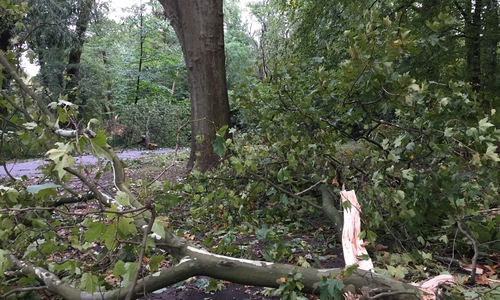 Im Prinzenpark hat ein herabfallender Ast einen kleinen Hund erschlagen. (Archivbild) 