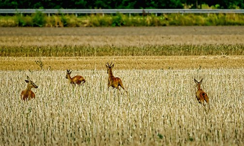 Wenn Rehe plötzlich die Fahrbahn queren kann es für Autofahrer gefährlich werden. Symbolbild: Pixabay