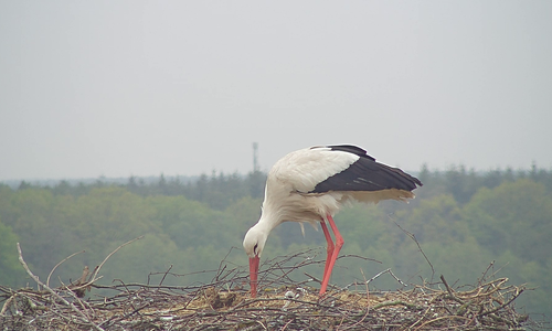 Zwei Küken können derzeit im Storchennest entdeckt werden. Foto: NABU/Bärbel Rogoschik