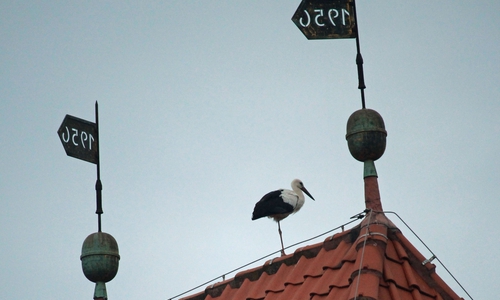 Storch hat sich auf dem Kirchdach von Atzum einquartiert. Foto: Lingelbach