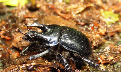 Walter Wimmer, Leiter der Unteren Naturschutzbehörde im Landkreis Helmstedt hat im Beienroder Holz den seltenen Stierkäfer entdeckt. Foto: Walter Wimmer