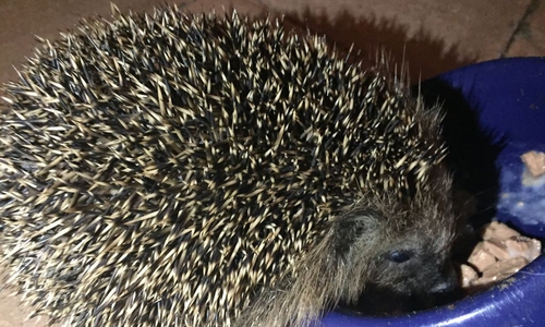 Während Mäharbeiten wurden mehrere Igel getötet. Foto: Anke Donner
