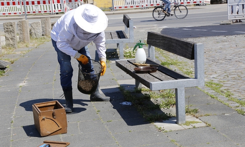 Imker Horst Janke verschafft den Bienen, die sich auf einer Bank niedergelassen hatten, ein neues zu Hause. Fotos: Stadt Wolfenbüttel