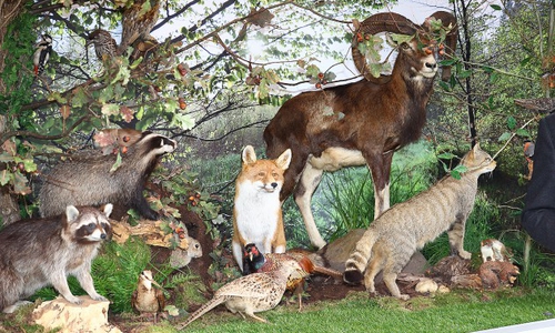 Geht es nach der SPD im Stadtbezirksrat Veltenhof-Rühme, sollen an der Pfälzer Straße Verkehrsschilder vor Wildwechsel warnen. Foto: T. Raedlein
