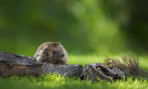 Symbolfoto: 
NABU/Andreas Bobanac 