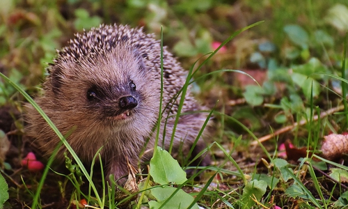 Der NABU gibt wichtige Tipps, um Igel, Vogel und andere Tierchen nicht in Gefahr zu bringen. Symbolfoto: Pixabay