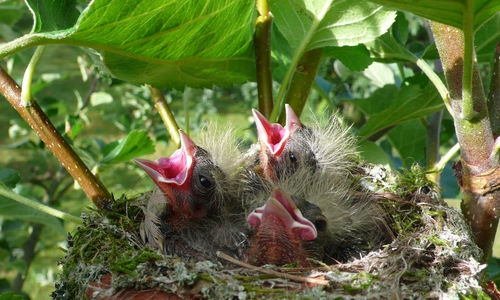 Um wildlebende Tiere beim Brüten oder der Aufzucht des Nachwuchses nicht zu stören, ist in der Zeit von März bis September besondere Rücksicht erforderlich. So ist beispielsweise ein radikaler Rückschnitt von Hecken, Büschen und Sträuchern in dieser Zeit gesetzlich verboten. Symbolfoto: Pixabay