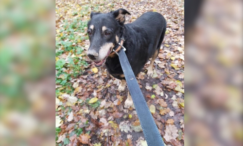 Nach dem Fund wurde der Gürtel zur improvisierten Leine. Jetzt wartet die Hündin im Tierheim Wolfenbüttel auf jemanden, der sie vermisst. Foto: Althoff / Privat