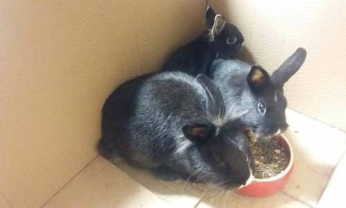 Eine Nacht in der Kälte hätten die Tiere wahrscheinlich nicht überlebt. Foto: Tierschutzverein Gifhorn