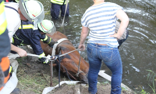 Stute "Rumba" fehlt die Kraft, allein die Böschung hochzukommen und musste gerettet werden. Foto: Max Förster / Video: 24-7Aktuell(BM)