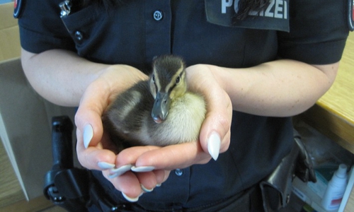 Dank einer jungen Braunschweigerin geht es einem Entenküken wieder gut. Foto: Polizei