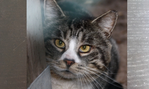 Werner hat einige Zeit als "Streuner" verbracht, möchte aber auch gerne gestreichelt werden. Foto: Tierschutzzentrum Ribbesbüttel