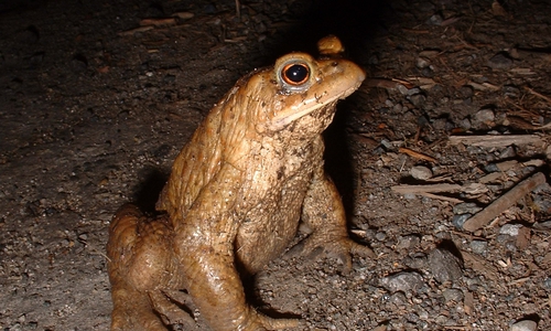 Erdkröten-Männchen in Abwehrstellung. Gegen ein Auto hat die Kröte aber keine Chance. Foto: Walter Wimmer