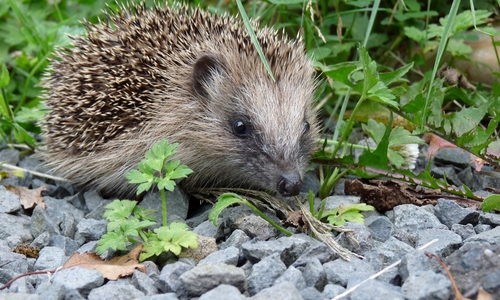 Neben dem Straßenverkehr ist der steigende Einsatz von Mährobotern, sowohl in privaten Gärten als auch in städtischen Parkanlagen, gefährlich für Igel.
